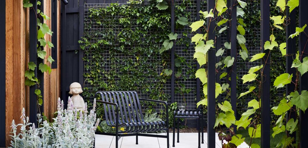 Maike Design backyard. Black painted pergola and grape vines. Concrete seating area with planted wall of vines