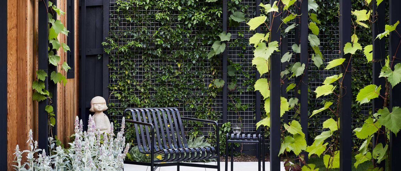 Maike Design backyard. Black painted pergola and grape vines. Concrete seating area with planted wall of vines