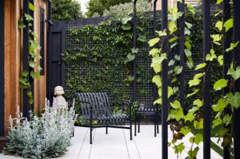 Maike Design backyard. Black painted pergola and grape vines. Concrete seating area with planted wall of vines