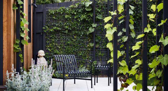 Maike Design backyard. Black painted pergola and grape vines. Concrete seating area with planted wall of vines